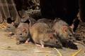 KRISOFF zwalczanie szczurw , odszczurzanie tepienie likwidacja